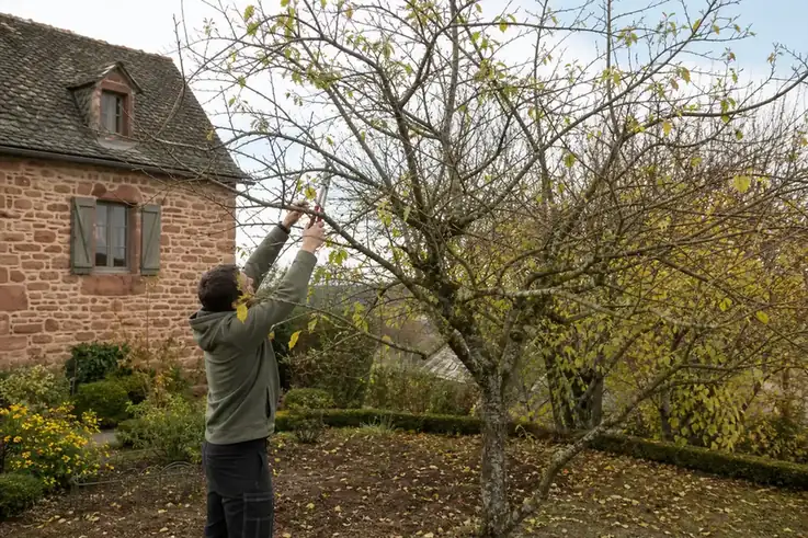 Jardinier taillant au sécateur un pommier de jardin devant une maison en grès rose du Rouergue, lumière douce de fin d'automne, sol propre au pied de l'arbre.