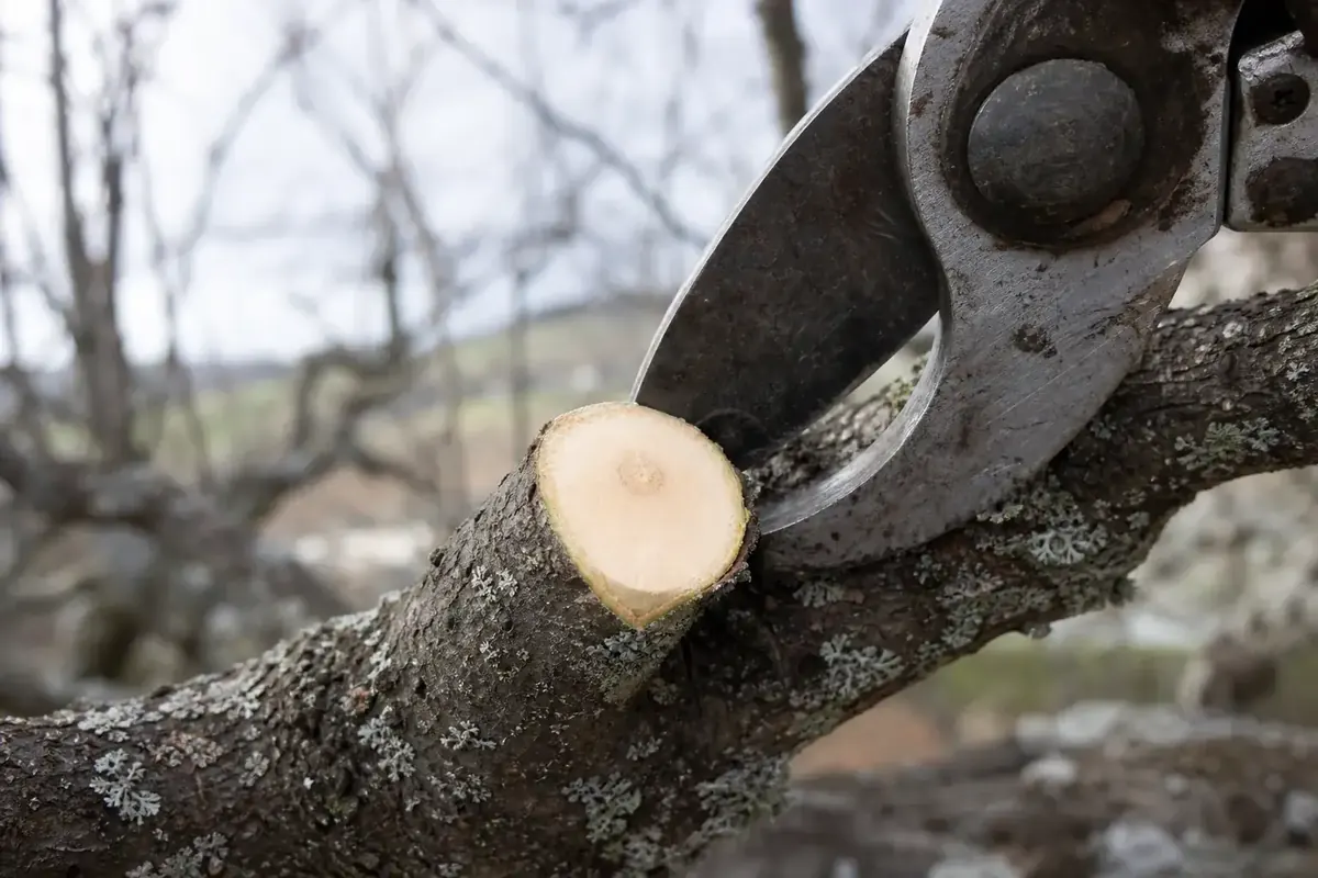 Coupe nette d'une branche de fruitier au sécateur de force, gros plan sur le bois sain et l'écorce non déchirée.