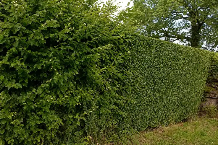 Haie de charmille vue de profil, moitié gauche ébouriffée et moitié droite taillée au carré : le contraste avant/après sur un seul sujet.