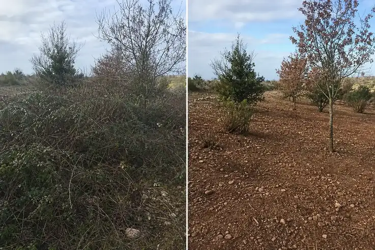 Avant après d'une parcelle ruthénoise : à gauche une friche dense de ronces et de rejets, à droite le même terrain dégagé, sol propre et arbustes sains conservés.