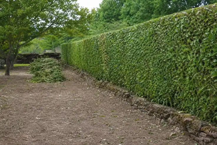 Vue d'un jardin autour de Rodez après intervention : haie régulière, déchets de coupe rassemblés proprement, sol dégagé, aucune trace de brûlage.