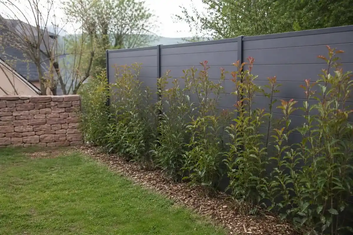 Un brise-vue en panneaux doublé d'une jeune haie persistante le long d'une limite de jardin près de Rodez, vue montrant l'abri du vis-à-vis.