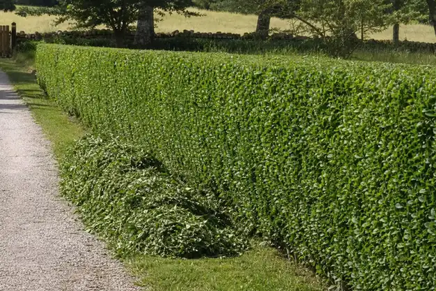 Gros plan sur une haie fraîchement taillée au cordeau le long d'une allée gravillonnée, coupe nette et déchets verts ramassés en tas ordonné, preuve du travail de finition.